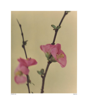 Japonica by Natalie Lane Pricing Limited Edition Print image