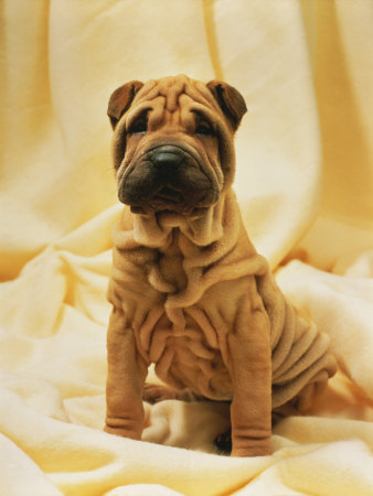 Portrait Of A Shar-Pei by Henryk T. Kaiser Pricing Limited Edition Print image
