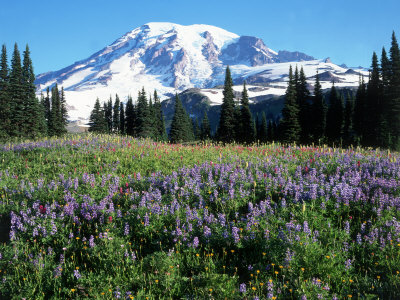 Wildflowers In Field, Mount Rainier National Park, Wa by Mark Windom Pricing Limited Edition Print image