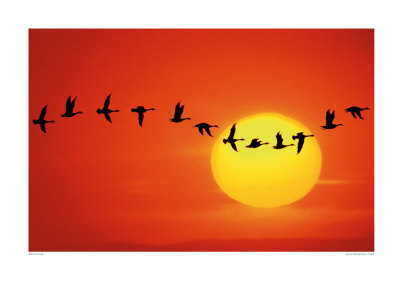 Geese Silhouetted In Flight by Mitchell Funk Pricing Limited Edition Print image