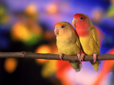 Spanish Love Birds Perched On A Branch by Henryk T. Kaiser Pricing Limited Edition Print image