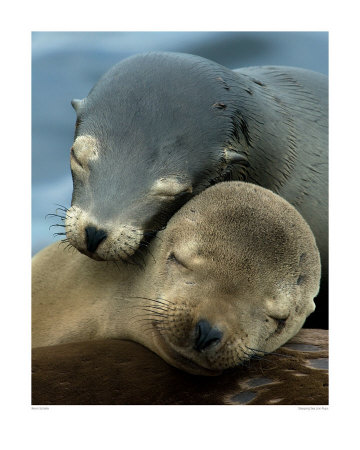 Sleeping Sea Lion Pups by Kevin Schafer Pricing Limited Edition Print image