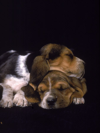 Basset Hound Puppies Sleeping by Keith Black Pricing Limited Edition Print image