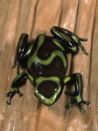 Poison Frog, (Dendrobates Aratus), Hi by Marian Bacon Pricing Limited Edition Print image