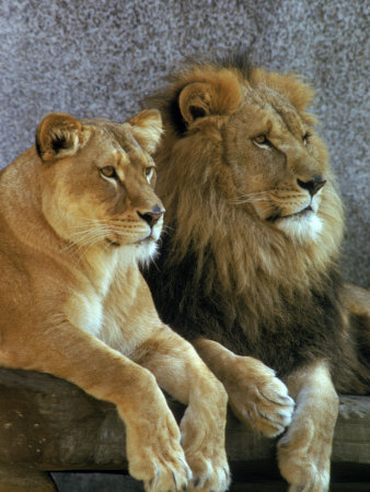 Male And Female Lions Resting by Richard Stacks Pricing Limited Edition Print image