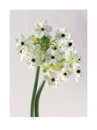 Ornithogalum by Alan Newnham Pricing Limited Edition Print image