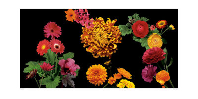 500 Flowers I by Roger Camp Pricing Limited Edition Print image