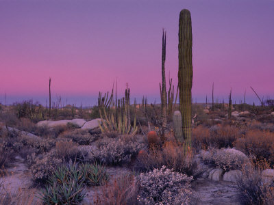 Catavina Desert, Mexico by Art Wolfe Pricing Limited Edition Print image