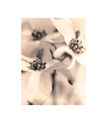 Dogwood by Sandi Fellman Pricing Limited Edition Print image