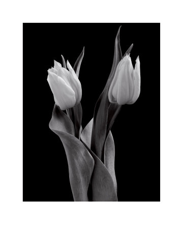 Tulips Ii by Seamus Ryan Pricing Limited Edition Print image
