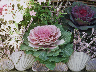 Sea Shell Edging, Border With Nicotiana And Ornamental Brassica, Autumn by Linda Burgess Pricing Limited Edition Print image