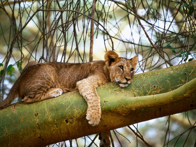 Lion Cub On Yellow Bark Acacia Tree, Kenya by Rick Strange Pricing Limited Edition Print image