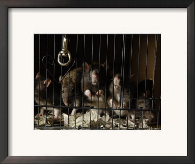 Domestic Rats At The George M. Sutton Avian Research Center, Bartlesville, Oklahoma by Joel Sartore Pricing Limited Edition Print image