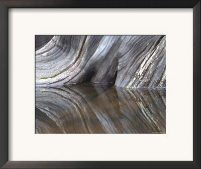 Drift Wood Is Reflected On The Surface Of Moosehead Lake, Maine by Heather Perry Pricing Limited Edition Print image