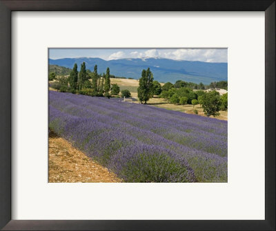 Field Of Lavender In Bloom With Hills Behind, In Provence, France by Stephen Sharnoff Pricing Limited Edition Print image