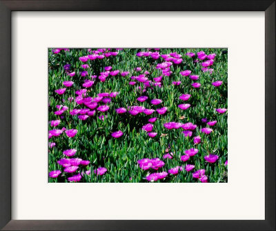 Sea Fig Iceplant Flowers On Coastal Trail, Marin County, California by John Elk Iii Pricing Limited Edition Print image