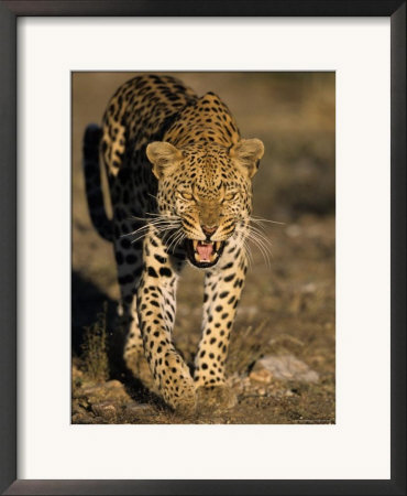 Leopard, (Panthera Pardus), Duesternbrook Private Game Reserve, Windhoek, Namibia by Thorsten Milse Pricing Limited Edition Print image