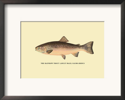 The Rainbow Trout by H.H. Leonard Pricing Limited Edition Print image