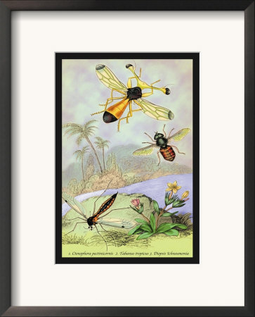 Insects: Ctenophora Pectinicornis, Tabanus Tropicus by James Duncan Pricing Limited Edition Print image