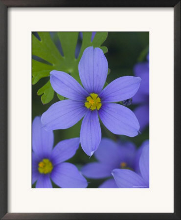 Blue Eyed Grass Near Devine, Texas, Usa by Darrell Gulin Pricing Limited Edition Print image