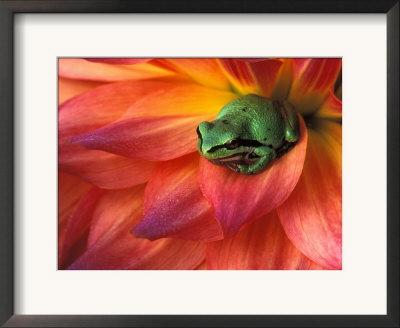 Pacific Chorus Frog On Dahlia by Dennis Kirkland Pricing Limited Edition Print image