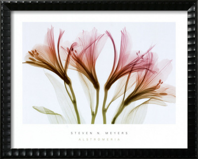 Alstromeria by Steven N. Meyers Pricing Limited Edition Print image