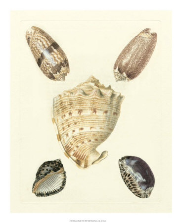 Knorr Shells Iv by George Wolfgang Knorr Pricing Limited Edition Print image
