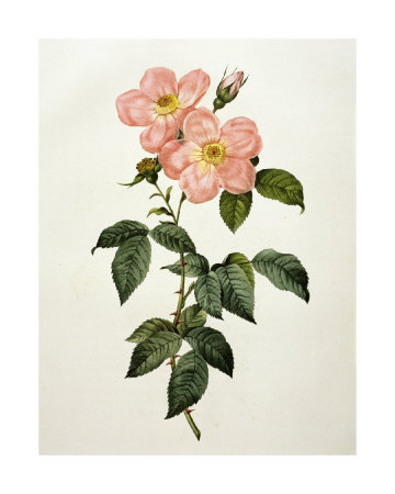 Rosa Indica Frangras (Flora Simplici) by Pierre-Joseph Redouté Pricing Limited Edition Print image