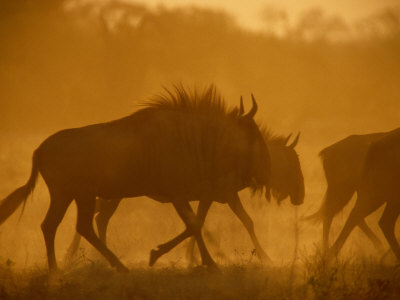 Wildebeests Roam Through A Yellow Haze by Beverly Joubert Pricing Limited Edition Print image