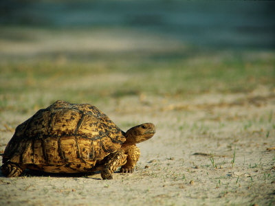 African Turtle by Beverly Joubert Pricing Limited Edition Print image