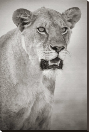 Lioness Portrait by Andy Biggs Pricing Limited Edition Print image
