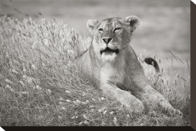 Lioness In Grass by Andy Biggs Pricing Limited Edition Print image