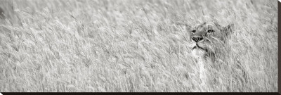Lioness Hiding In Grass by Andy Biggs Pricing Limited Edition Print image