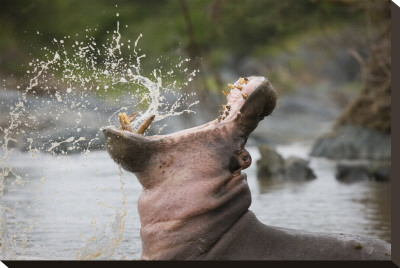 Hippo Yawn by Andy Biggs Pricing Limited Edition Print image