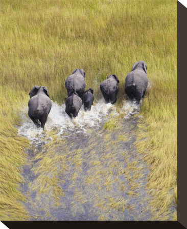 Elephants Making Way by Andy Biggs Pricing Limited Edition Print image