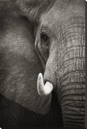 Elephant Portrait by Andy Biggs Pricing Limited Edition Print image