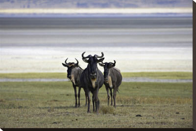 Three Wildebeest by Andy Biggs Pricing Limited Edition Print image