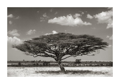 Acacia Tree by Andy Biggs Pricing Limited Edition Print image