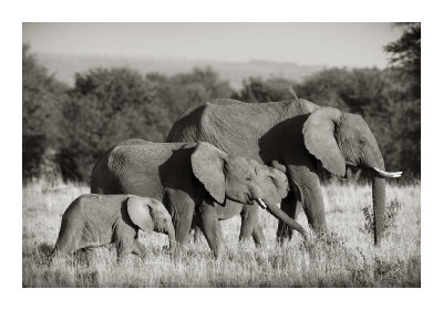 Elephant Walk by Andy Biggs Pricing Limited Edition Print image