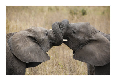 Elephant Hug by Andy Biggs Pricing Limited Edition Print image