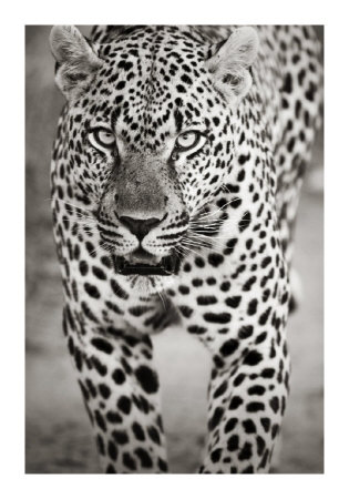 Leopard Portrait by Andy Biggs Pricing Limited Edition Print image