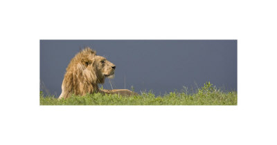 Lion And Dark Sky by Andy Biggs Pricing Limited Edition Print image