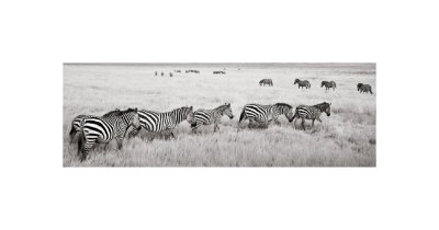 Zebras In A Row by Andy Biggs Pricing Limited Edition Print image