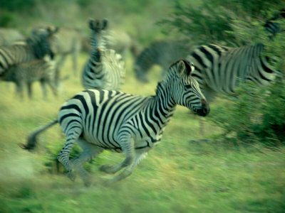 Running Plains Zebra by Beverly Joubert Pricing Limited Edition Print image