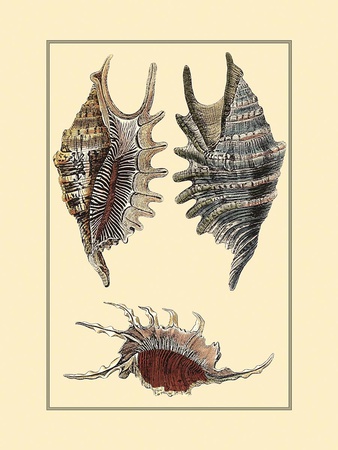 Classic Shells Iii by Denis Diderot Pricing Limited Edition Print image