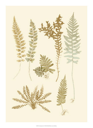 Fern Impressions I by Henry Bradbury Pricing Limited Edition Print image