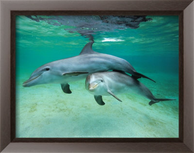 Dolphins by Hubert & Klein Pricing Limited Edition Print image