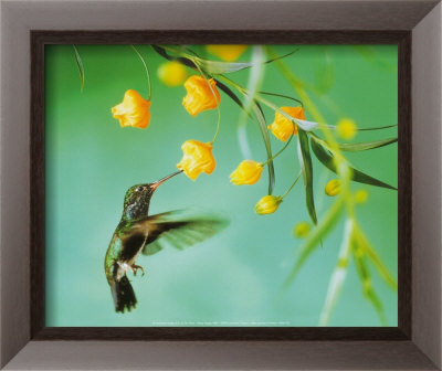Humming Bird by Tim Flach Pricing Limited Edition Print image