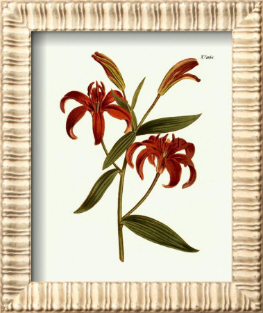 Fiery Florals I by Samuel Curtis Pricing Limited Edition Print image