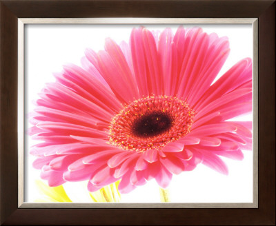 Magenta Gerbera by Michael Bird Pricing Limited Edition Print image